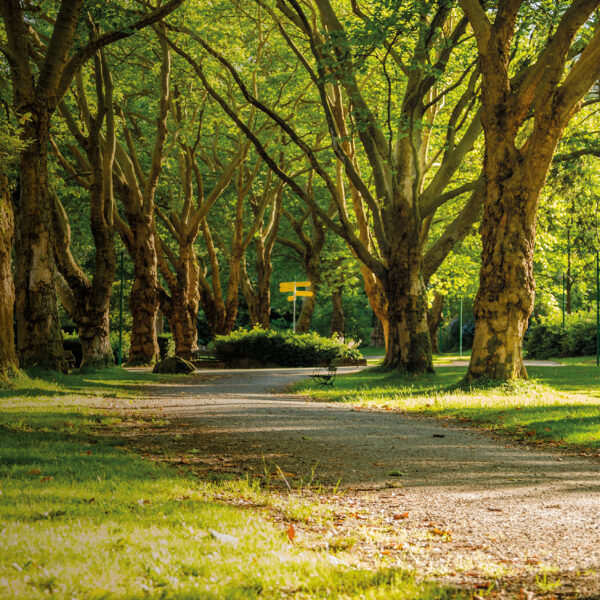 Foto: En stig genom en park