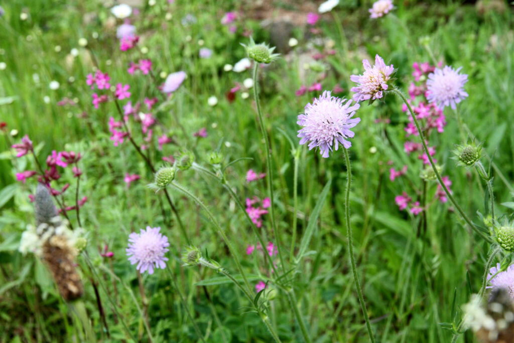 Foto: Ängsblommor