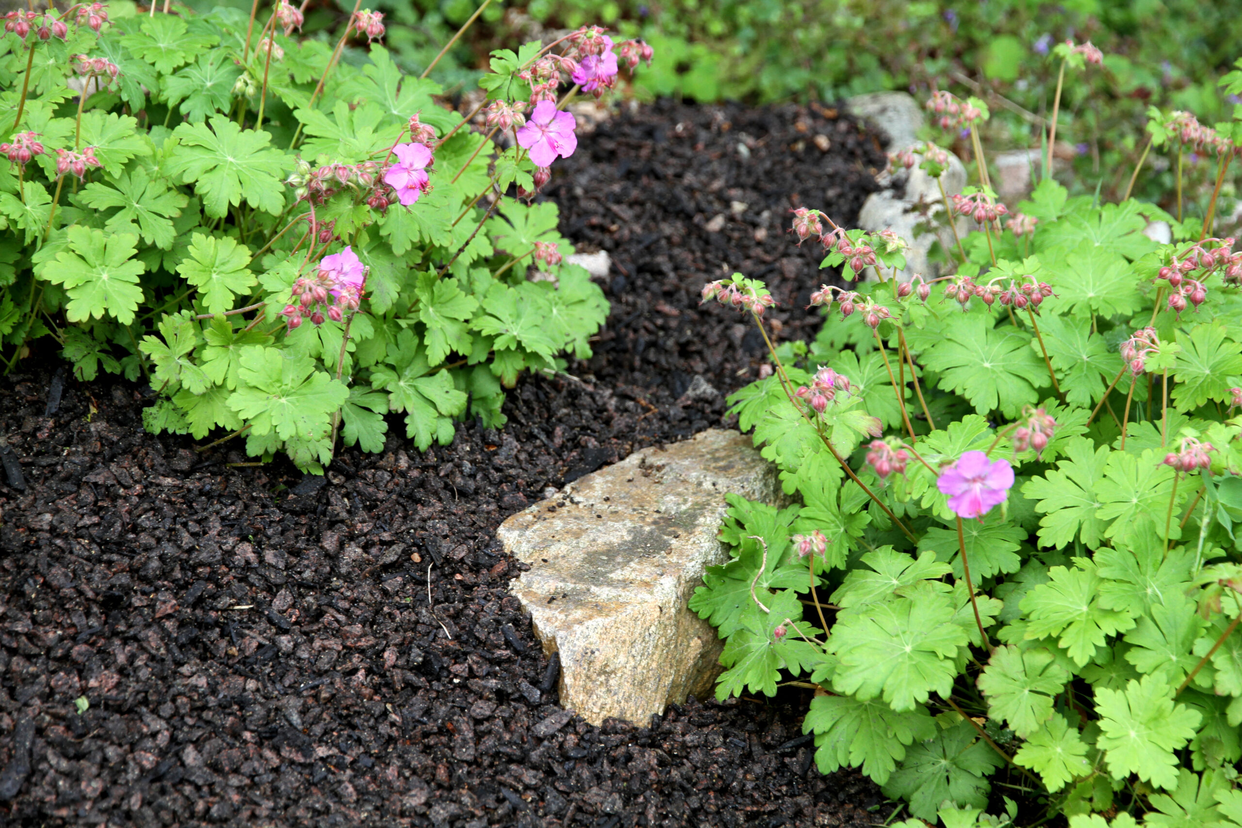 Foto: Blomsterplantering